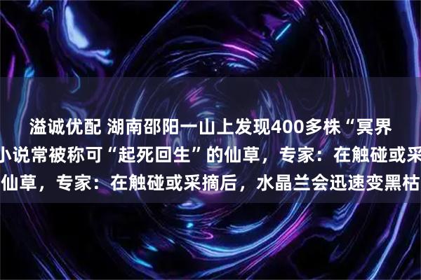 溢诚优配 湖南邵阳一山上发现400多株“冥界之花”水晶兰，是武侠小说常被称可“起死回生”的仙草，专家：在触碰或采摘后，水晶兰会迅速变黑枯萎
